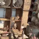 حمام سلفر