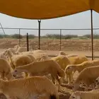 رخال حريه طيبه وكفو