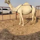 ناقه عشرا كفو