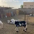 نعجه بكر دافع