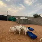 بهم حريات طيبه