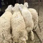 طليان حريات ذبايح جبره مقفله شحم