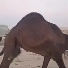 قعدان للبيع