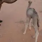 ناقة خلفه هداوه وحليب تحتها قعود