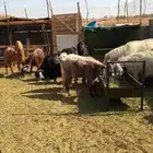 مواعز للبيع العدد11
