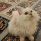 قطعتين للتبني لعدم التفرغ بقيمة 1500 ريال لكل قطة