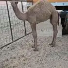 قعدان للبيع