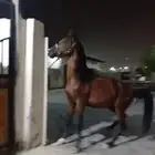 حصان شعبي للبيع