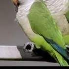 كويكر أخضر مفقود