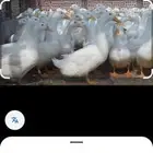 مطلوب بط بكيني