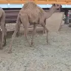 قعدان