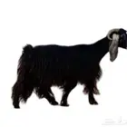 حلال