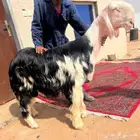 فحل خصم نجدي