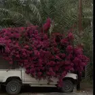 جهنمية مزهرة