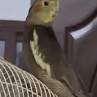فرخ كروان تربيه بداية كلام عمره يمكن ثلاثه شهور وكم يوم