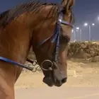 حصان عربي شعبي آلون كيمت