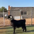 عنز عارضيه تحتها تيس