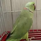 جوز ببغاء   دره خضراء الهندي