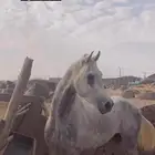 خيل