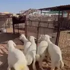 ذبايح طيبه