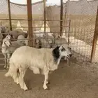 خروف جذع حري