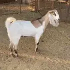 للبيع تيس مخصي فل