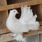 حمام رقاصي ابيض