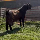 تيس ادهم جبر فاخر منتج