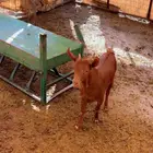 ذبيحتك بالتقسيط