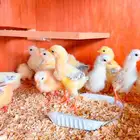 صوص بلدي