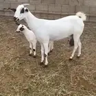 عنز بيشي صنف