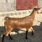 عنز جبره دافع