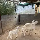 ثلوث المنظر