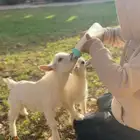 ماعز قزم اليف متعود على الرضاعة
