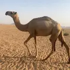 بكره مفروده للبيع
