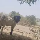 تيس طيب على الشرط فحل وصحتة ممتازة