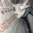ارانب لي البيع