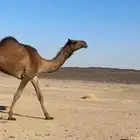 بكره لقيه طيبه طفاح ومنتله ابوها على فزاع