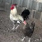 دجاج بلدي