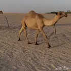 ابل عدد 10 شعل وصفر طيبه