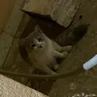 قطه شيرازية أليفة جدا  للتبني