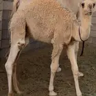 قعود كفو عمره 7 شهور فل شحم