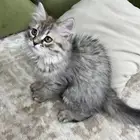 قط تبني