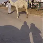 بكره مفروده العضم راهي والجرم الطيب ومطلاع رقبه رقم واحد