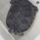 سلحفة للبيع المستعجل