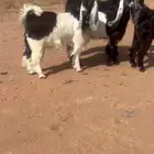 طقم قبرصي عارضي بفحلها