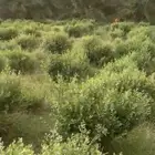حناء المدينه عضوي