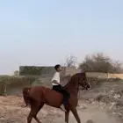 حصان شعبي العمر 4 الحد7000