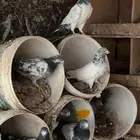 حمام باكستاني