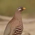 حجل رملي بري